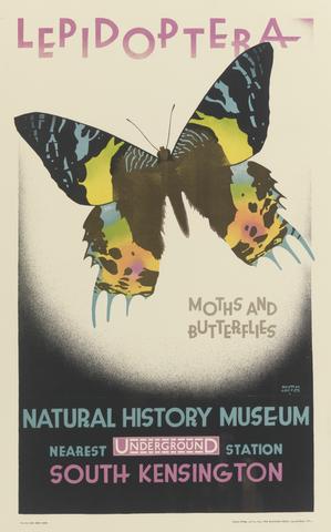 Austin Cooper Natural History Museum: Lepidoptera