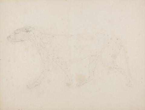 George Stubbs Tiger Body, Lateral View (Study of the muscles for the key figure to Table IX)