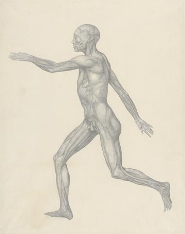 George Stubbs Human Figure, Lateral View, after Removal of the Skin and the Underlying Fascial Layers (Finished Study for Table XIII)