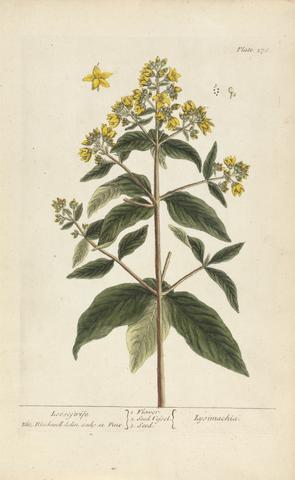 Elizabeth Blackwell Lysimachia (Loosestrife), Plate 278 from 'A Curious Herbal', volume II, London, 1737