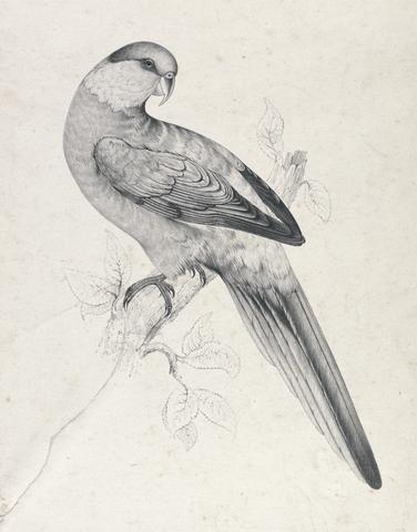 Edward Lear Red-capped Parrakeet , male (Plate 21)