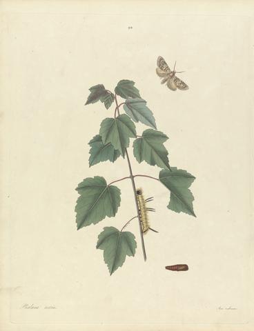 John Harris the elder Phalaena Aceris. Acer Rubrum (Grey Maple Moth, Red Maple), Plate 93 from James Edward Smith, the 'Natural History of the Rarer Lepidopterous Insects of Georgia', London, 1797