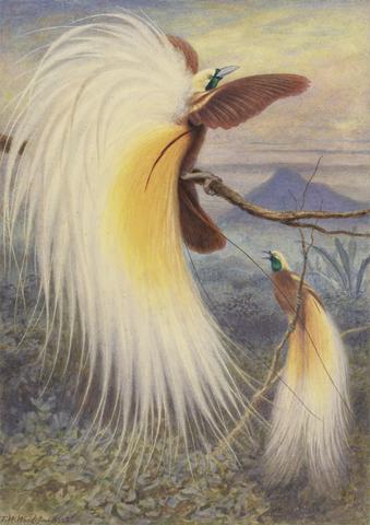 Thomas William Wood Birds of Paradise