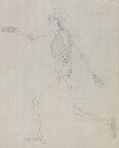 George Stubbs Human Skeleton, Lateral View (Outline of the skeleton for the key figure to Table III)