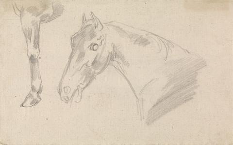 Study of head and neck of a horse