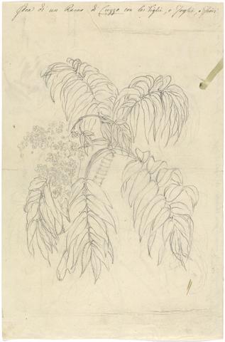Cuzzo (Hagenia abyssinica)
