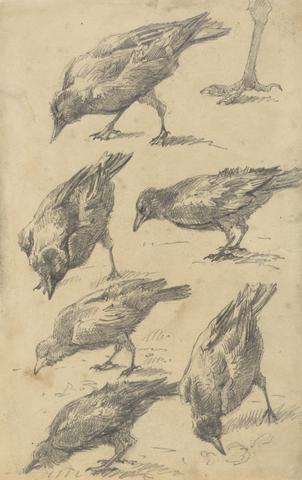 unknown artist Study of Birds