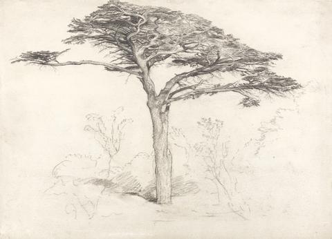 Samuel Palmer Old Cedar Tree in Botanic Garden, Chelsea