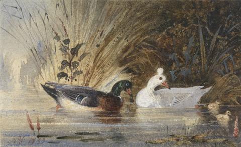 Newton Limbird Smith Fielding Ducks on a Pond
