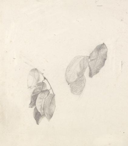 John Ruskin Studies of Leaves