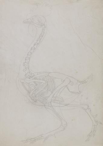 George Stubbs Fowl Skeleton, Lateral View (Outline drawing)