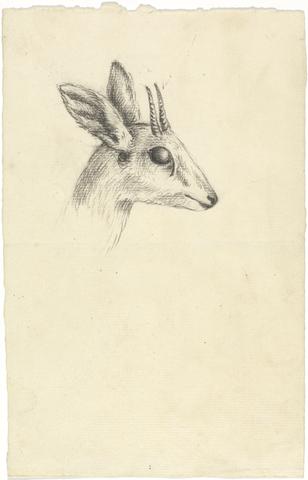 Luigi Balugani Antelope Head