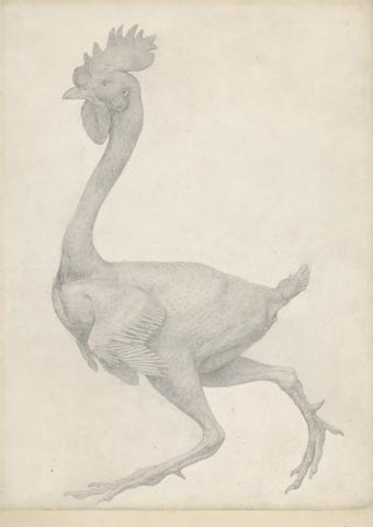 George Stubbs Fowl, Lateral View with Most Feathers Removed (Finished Study for Table X)
