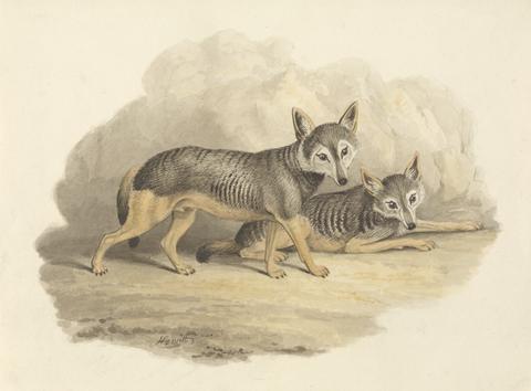 Samuel Howitt Two Hyenas