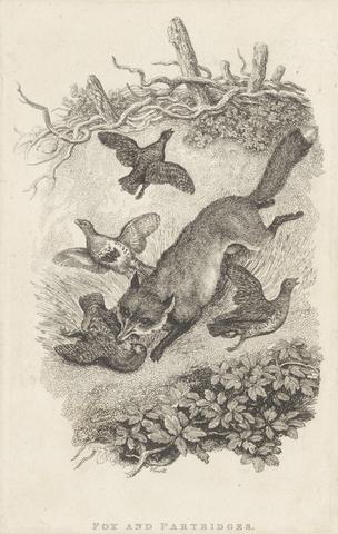 Samuel Howitt Fox and Partridges