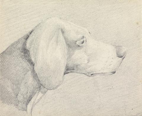 Henry Thomas Alken Head of a Foxhound, in Profile Right