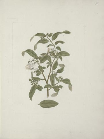 Luigi Balugani Grewia ferruginea A. Rich. : finished drawing, including detail of leaf