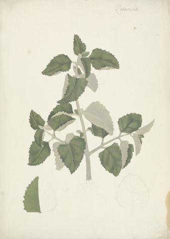 James Bruce Labiatae (indeterminate species): finished drawing of a leafy shoot, without flowers
