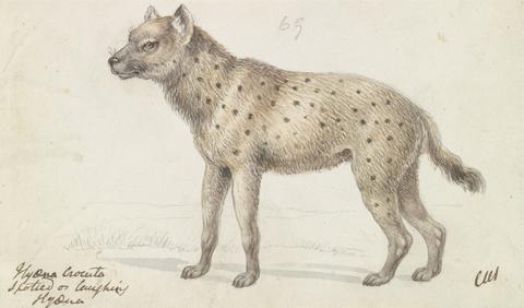 Charles Hamilton Smith Spotted Hyena