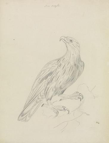 James Sowerby A Sea Eagle
