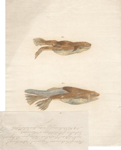 Archibald Robertson No.1 and No. 2 in the 8 stages of growth of the Surinam Frog