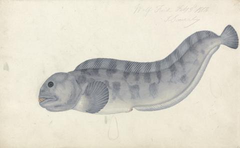James Sowerby Wolf Fish