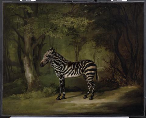 George Stubbs Zebra