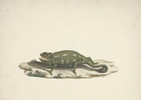 Luigi Balugani Unidentified Chameleon