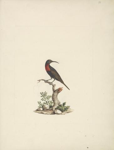 Luigi Balugani Chalcomitra senegalensis (Scarlet Chested Sunbird)