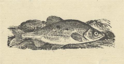 unknown artist Fish from 'History of more than Three Hundred Animals'