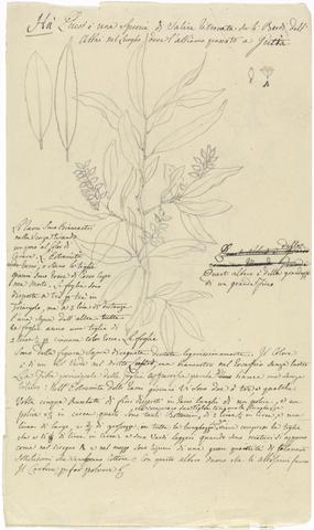 Luigi Balugani Ha (Salix subserrata); Crotalaria Pallida