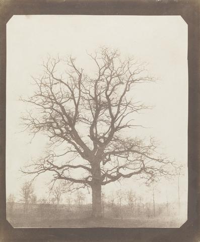William Henry Fox Talbot Oak Tree in Winter