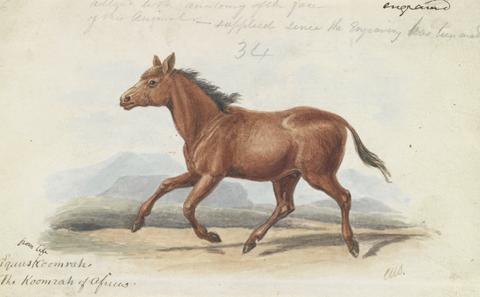 Charles Hamilton Smith The Koomrah Horse