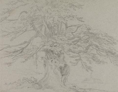 Sir George Howland Beaumont seventh Baronet Tree Study
