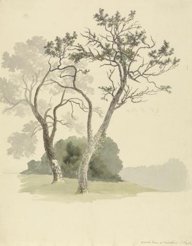 Robert Hills Orchard Trees at Under River near Knole