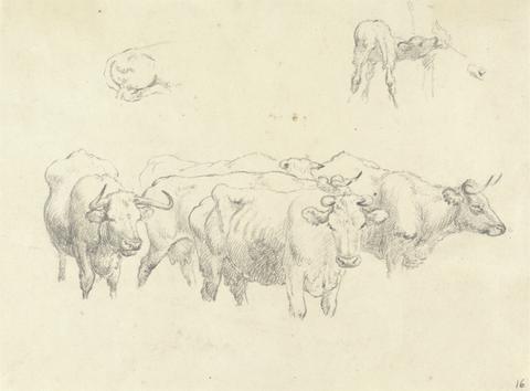 Robert Hills Study of Cows with Calf