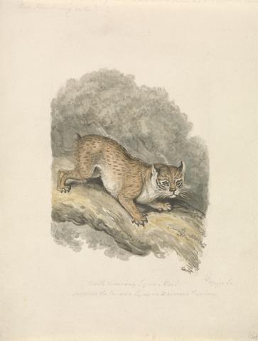 Samuel Howitt North American Lynx