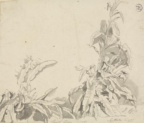 unknown artist Docks, September 6, 1777