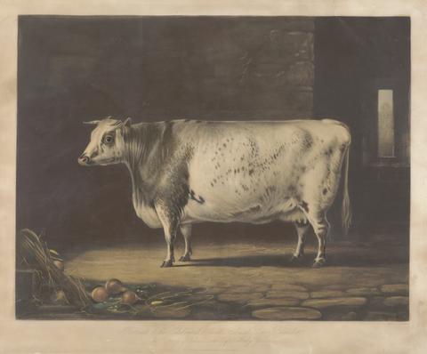 Thomas Landseer Portrait of the Celebrated Short Horned Cow Bracelet / The Property of John Booth, Esquire, Killerby, Yorkshire