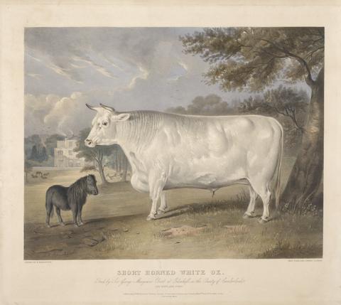 Thomas Fairland Short Horned White Ox