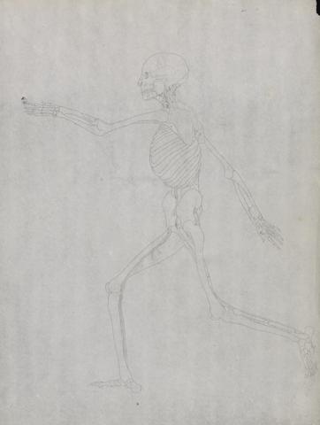 George Stubbs Human Figure, Lateral View