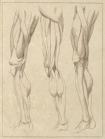 Hamlet Winstanley Anatomical Studies of Legs