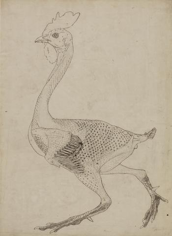 George Stubbs Fowl Body, Lateral View (Study for key figure to Table X)