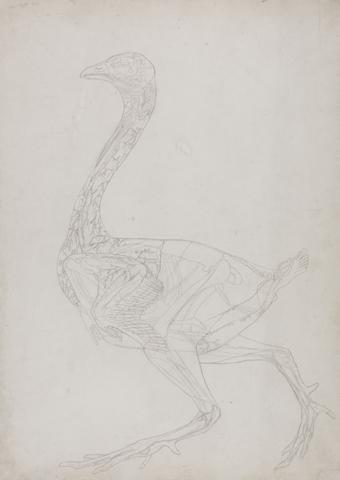 George Stubbs Fowl Body, Lateral View (Outline drawing, related to Table XV)
