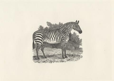 Thomas Bewick Zebra