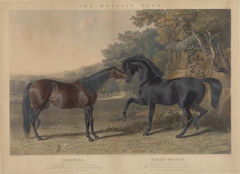 Charles Hunt [Racing] The British Stud: Pl. 5. (lower left) "Rebecca" / Bred by R. Cock, Esqr. in 1831 ... ; (lower right) "Muley Moloch" / Bred by the Duke of Cleveland, in 1830 ...