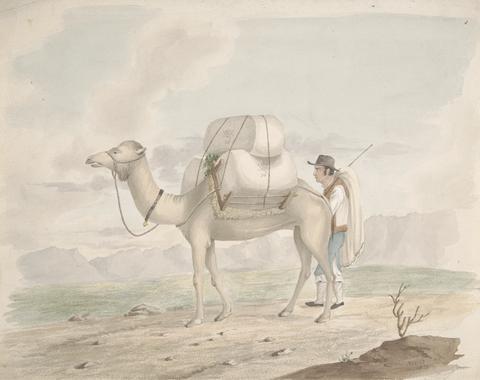 Alfred Diston Loaded Camel