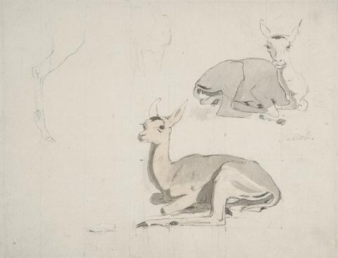 Samuel Daniell Studies of Young Pallah Deer Resting