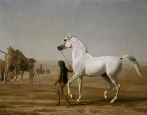 Jacques-Laurent Agasse The Wellesley Grey Arabian Led through the Desert