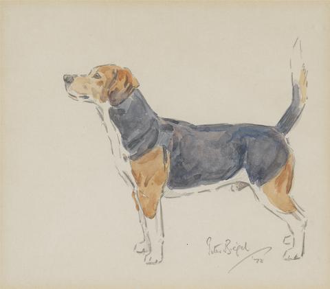 Peter Biegel A Beagle, facing left